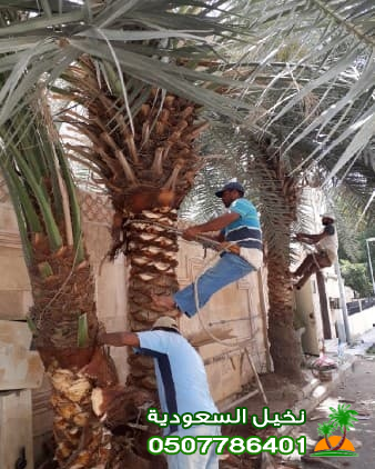 أنواع النخيل المزروعة في السعودية
